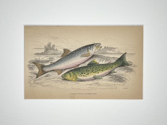 Common Trout and Northern Char