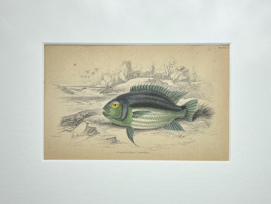 Double-spot Acara