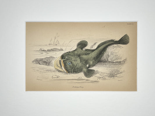 Fishing Frog