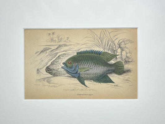 Flier Fish