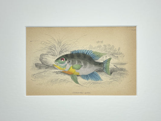 Flier Cichlid