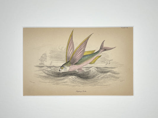 Flying Fish
