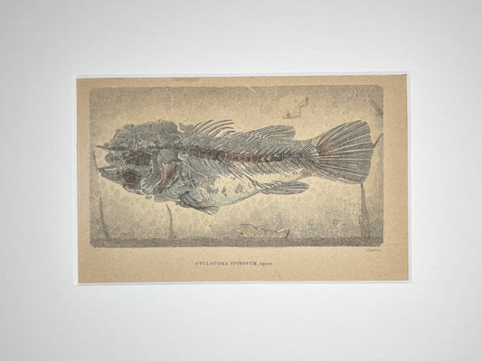 Fossil Perch