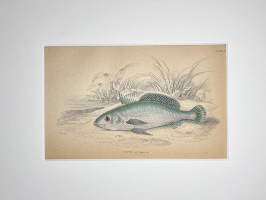 Freshwater Drum