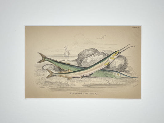 Garfish and Saury Pike