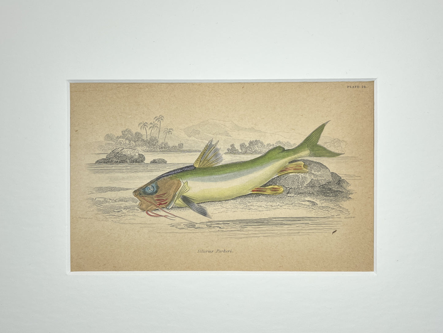 Gill-backer Sea Catfish