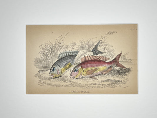 Gilt Head