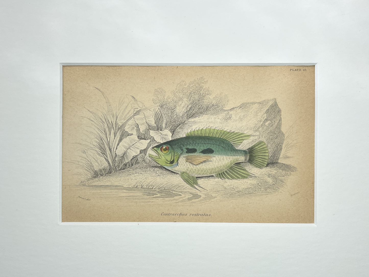 Green Fin Cichlid