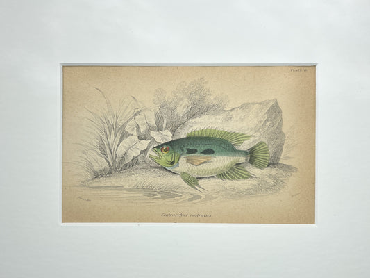 Green Fin Cichlid