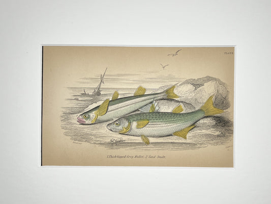Grey Mullet and Sand Smelt
