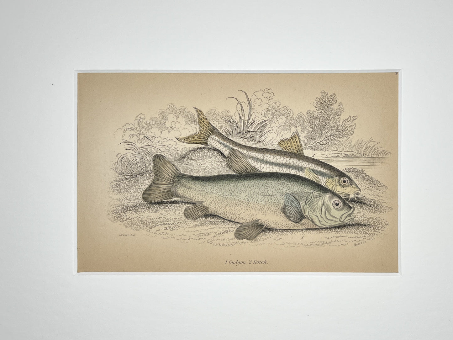 Gugon and Tench