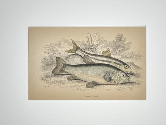Gugon and Tench