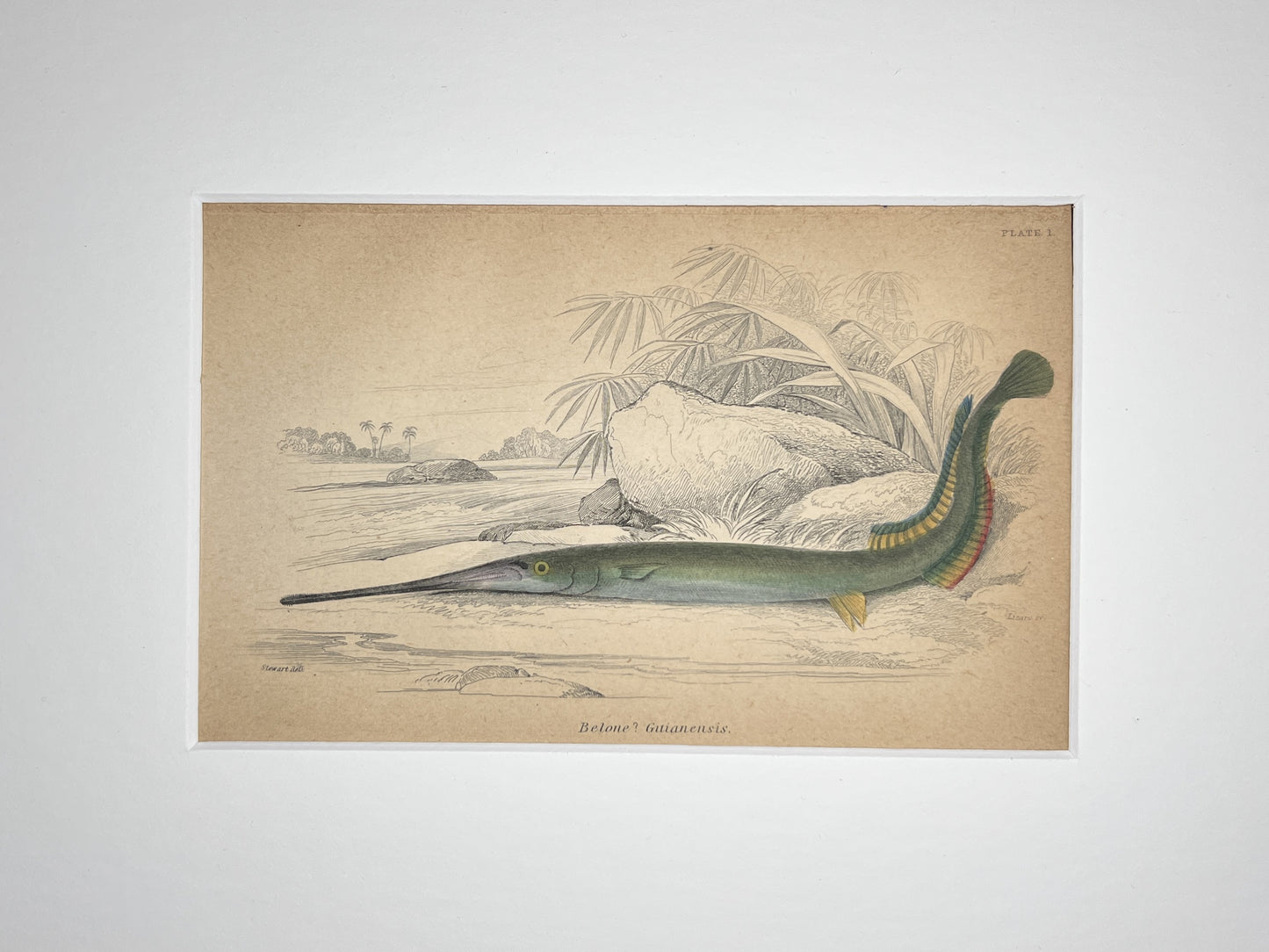 Guianan Needlefish