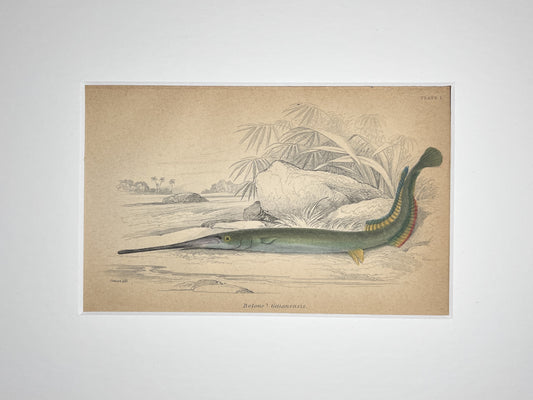 Guianan Needlefish