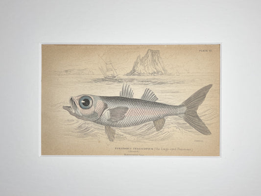 Large-eyed Pomatome