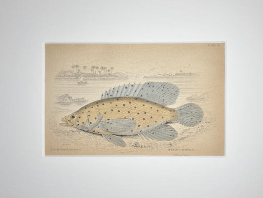 Large-finned Serranus