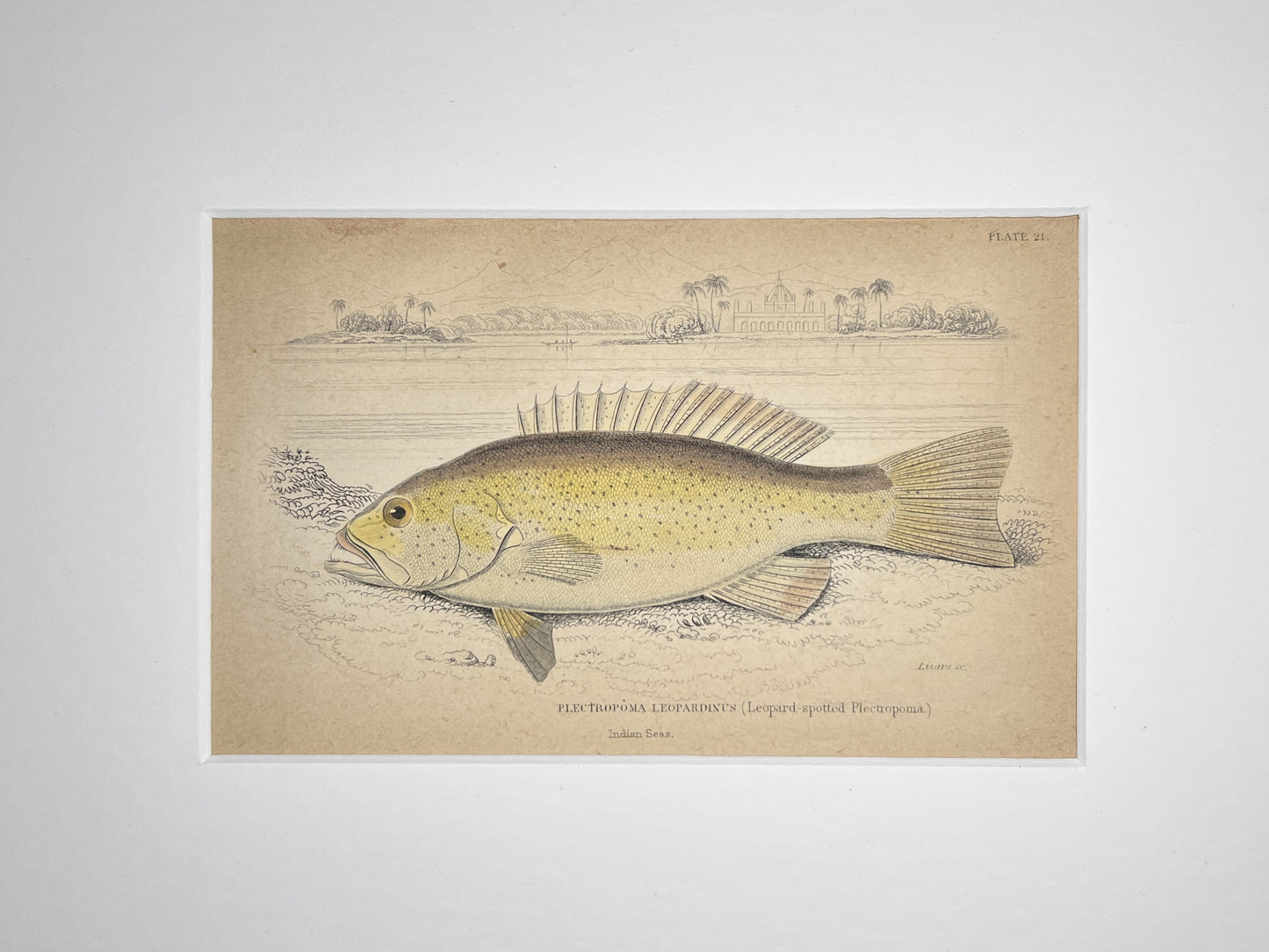 Leopard-spotted Plectroma