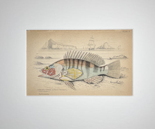 Lettered Serranus