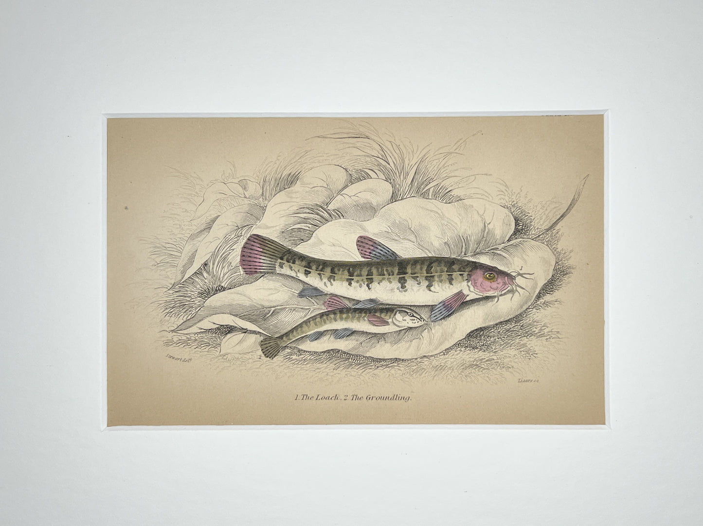 Loach and Groundling