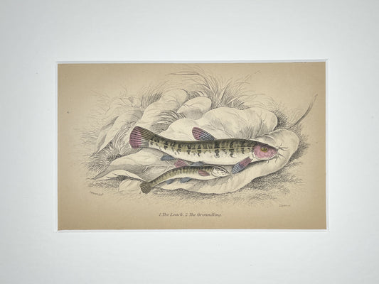 Loach and Groundling