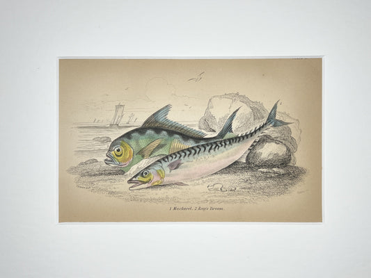 Mackerel and Ray's Bream