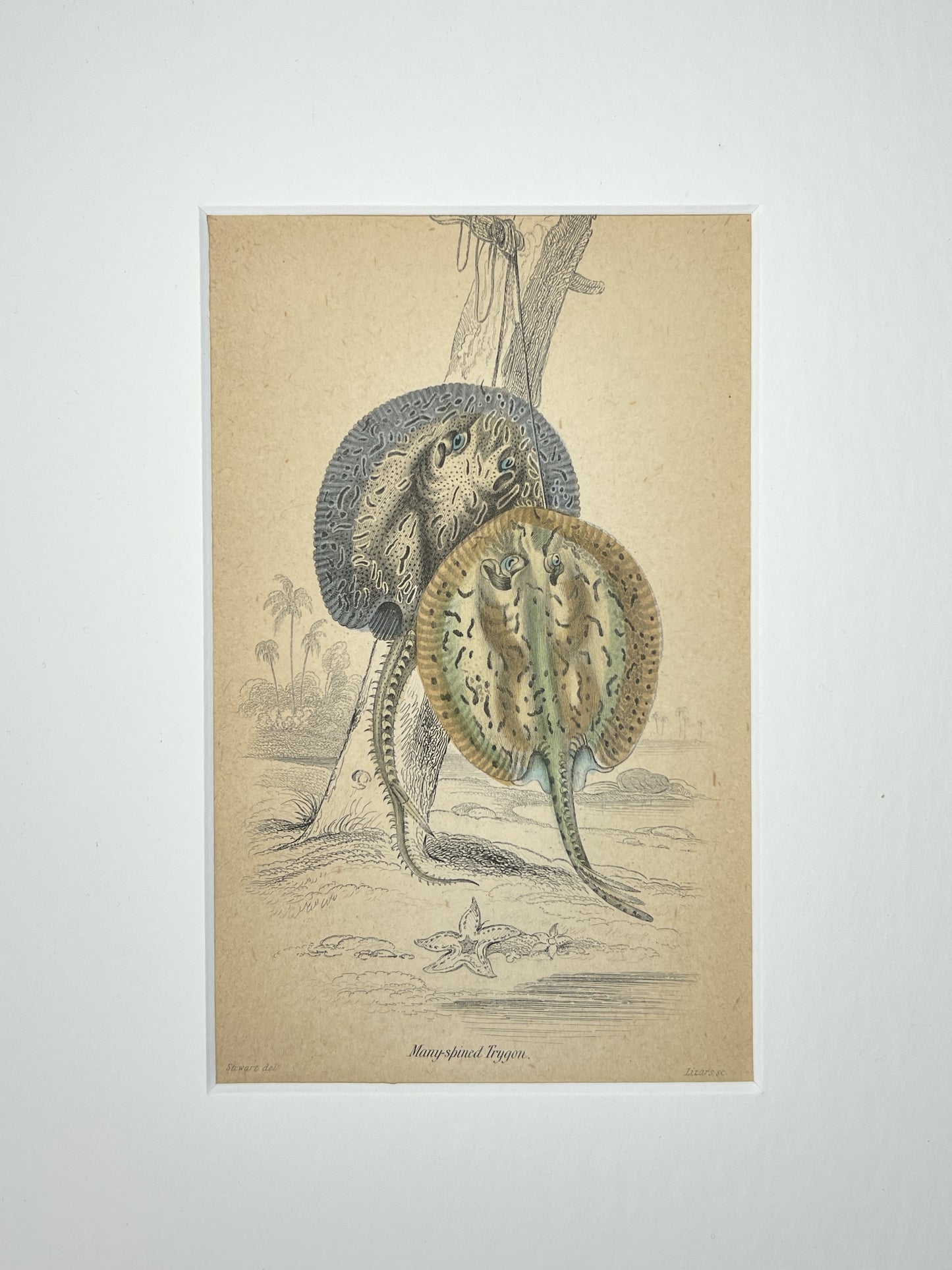 Multi-spined Trygon