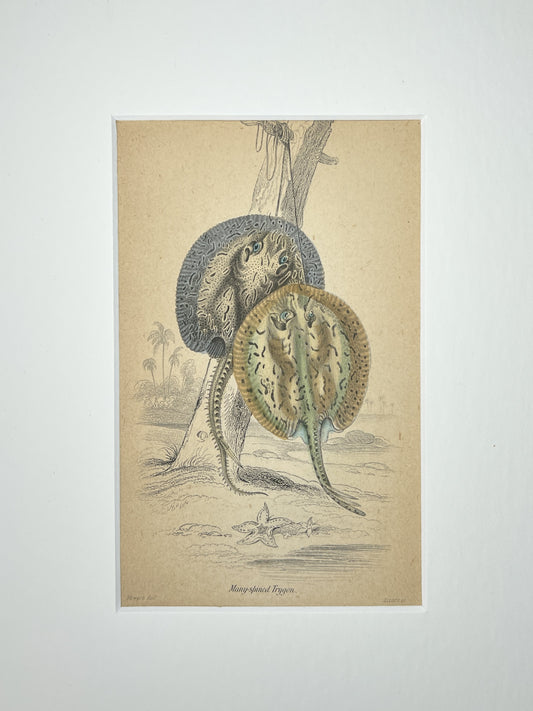 Multi-spined Trygon