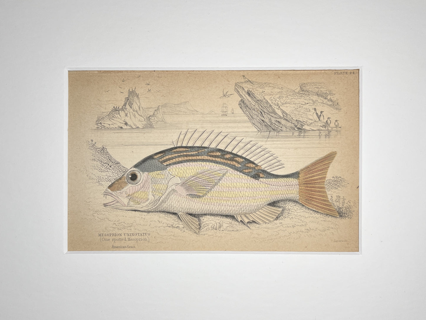 One-spotted Mesoprion