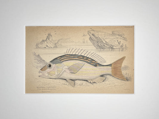 One-spotted Mesoprion