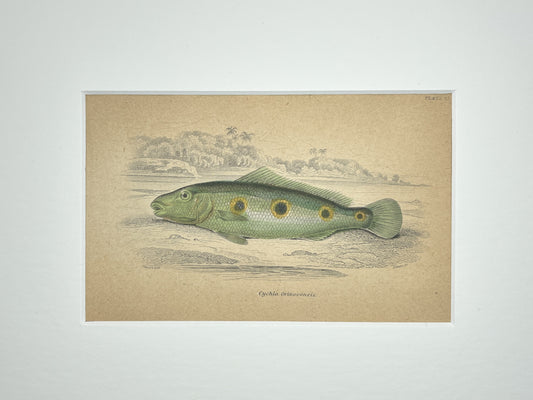 Orinoco Peacock Bass