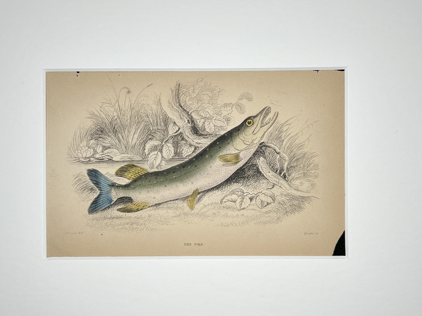 Pike