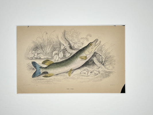 Pike