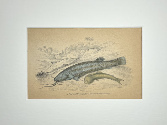 Pimelodus
