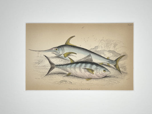 Plain Bonito