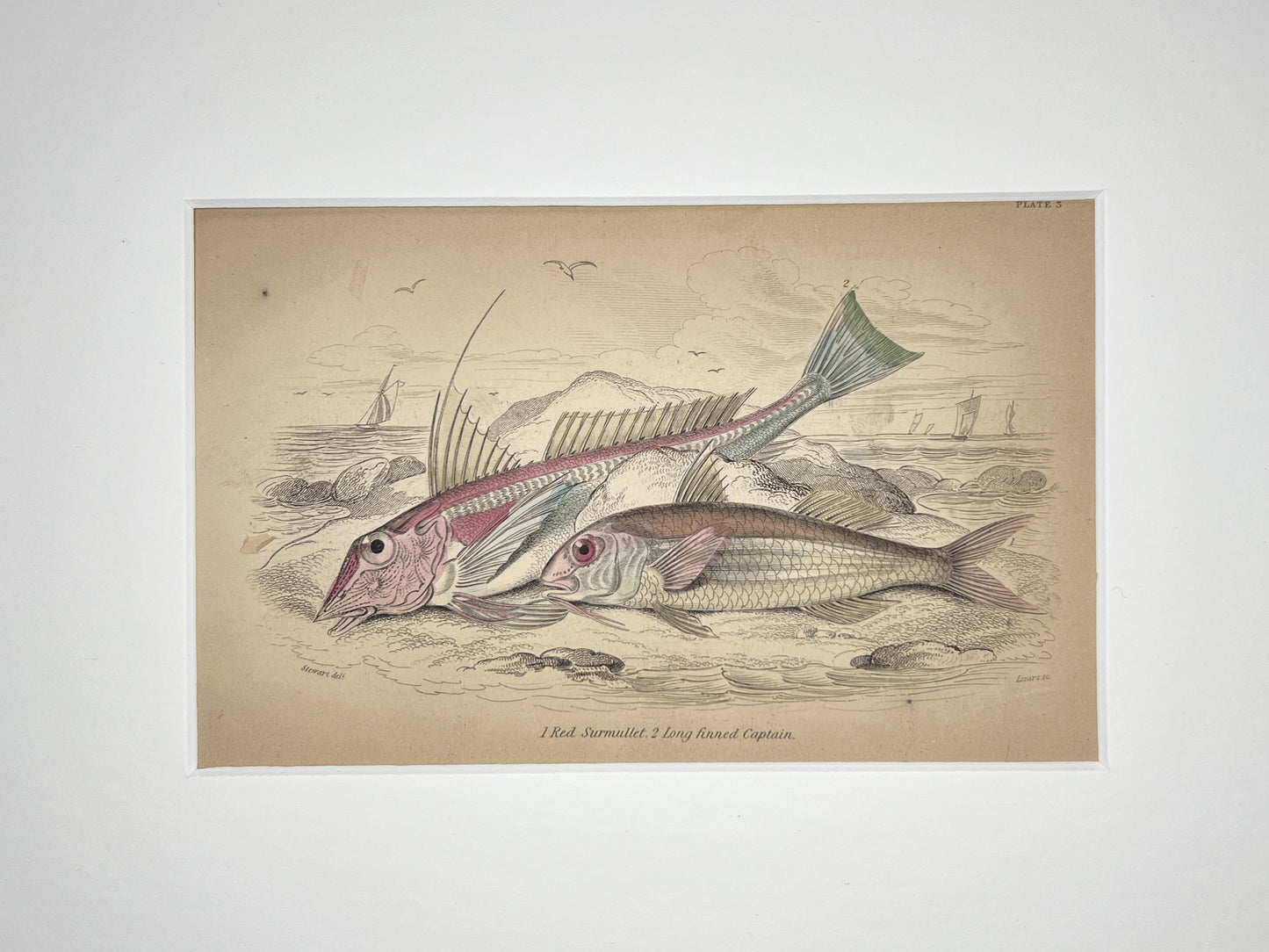 Red Surmullet