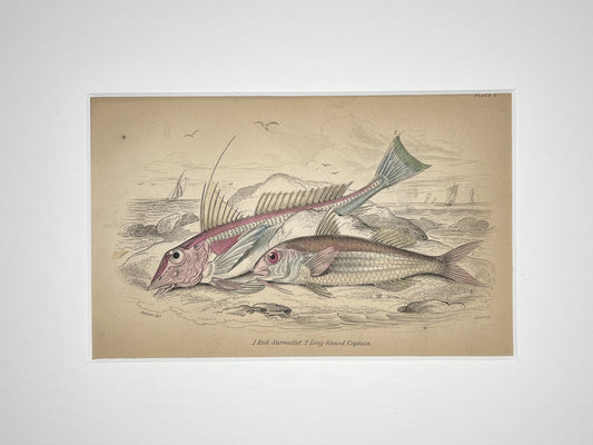 Red Surmullet