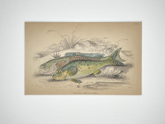 Ruffe