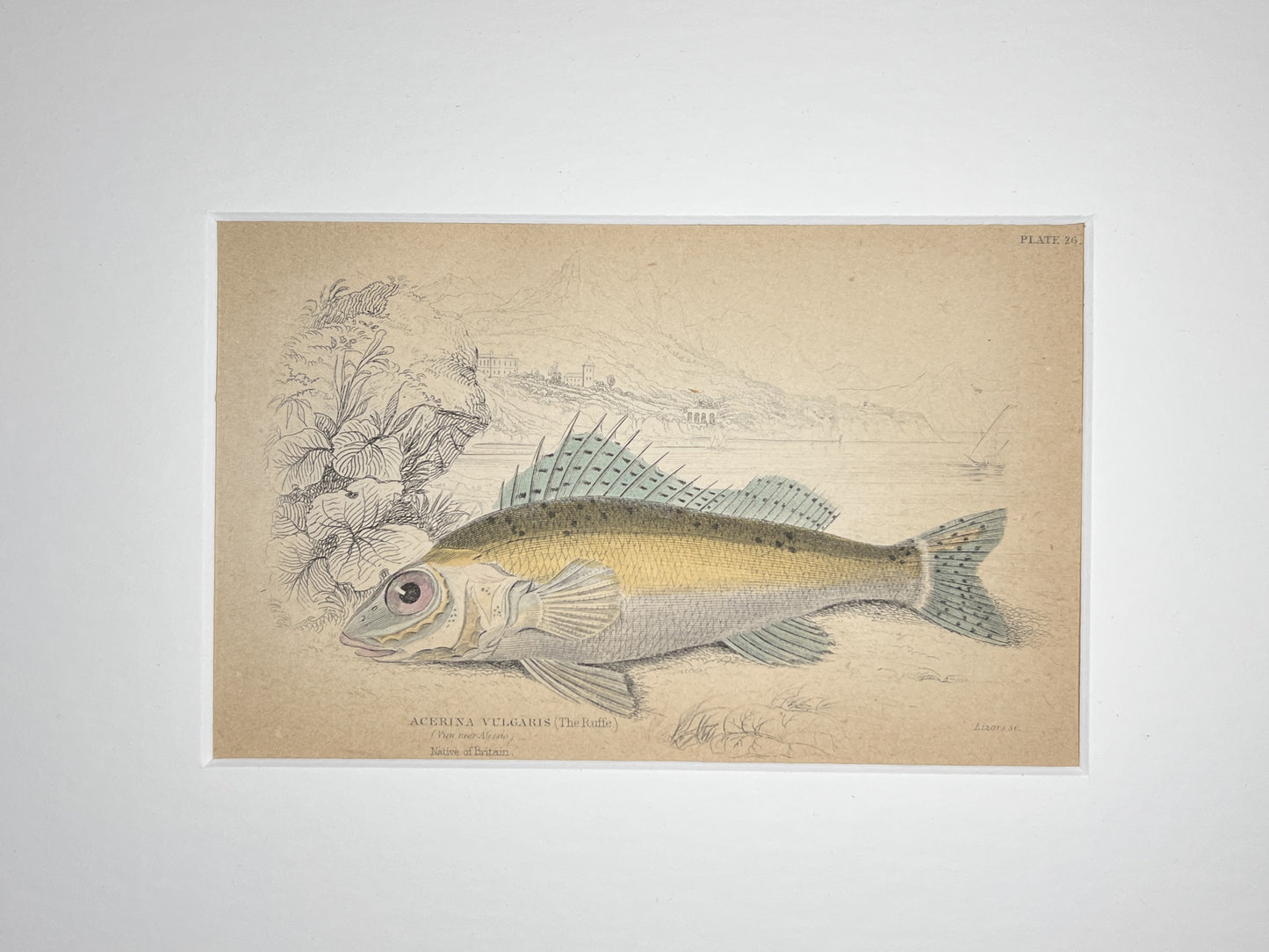 Ruffe