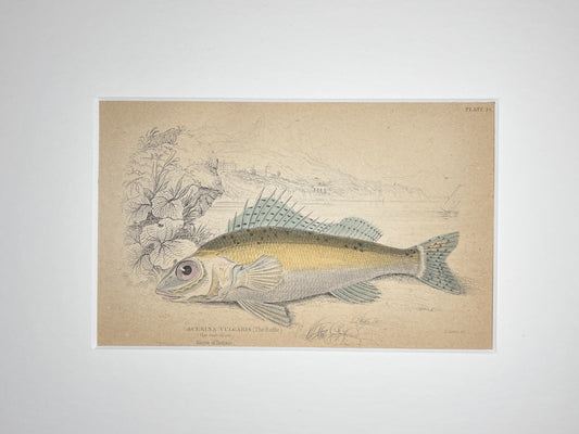 Ruffe