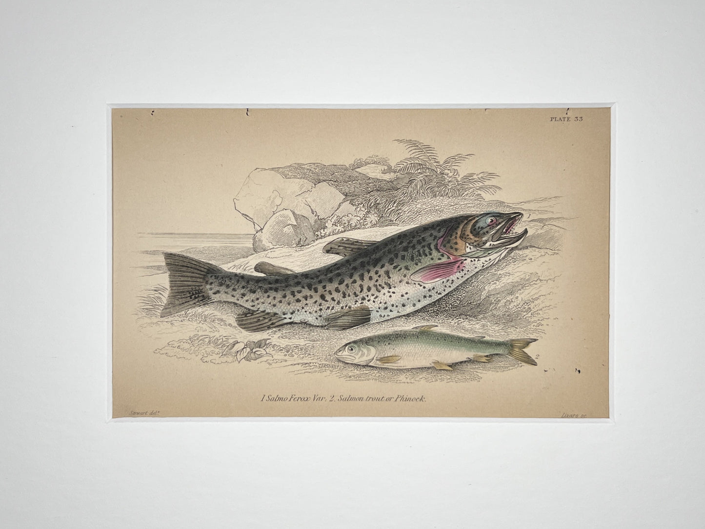 Salmon Trout