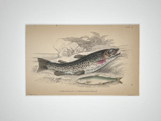 Salmon Trout