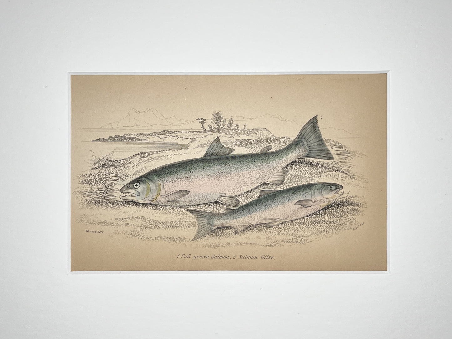 Salmon and Salmon Grilse