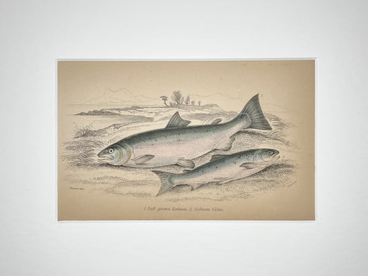 Salmon and Salmon Grilse