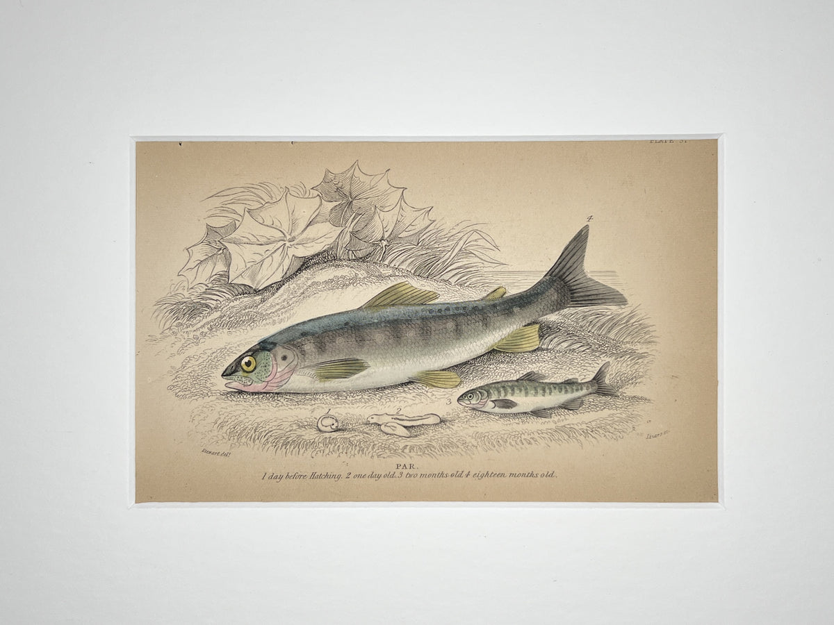 Samen Par Salmon Parr – The Naturalist's Library
