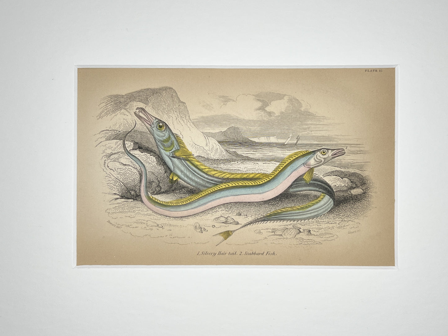 Scabbard Fish