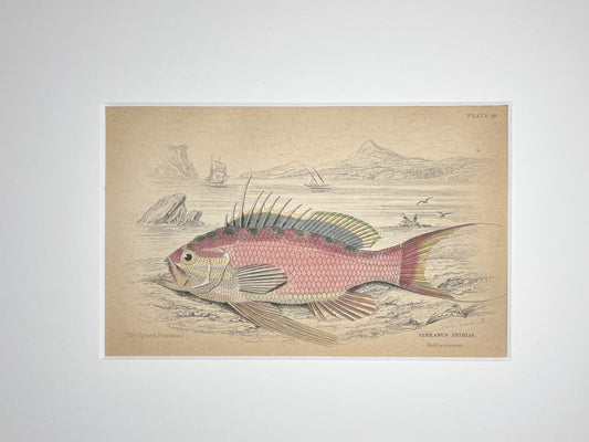 Serranus Anthias