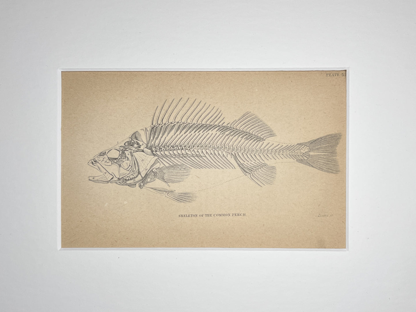 Skeleton of the Common Perch
