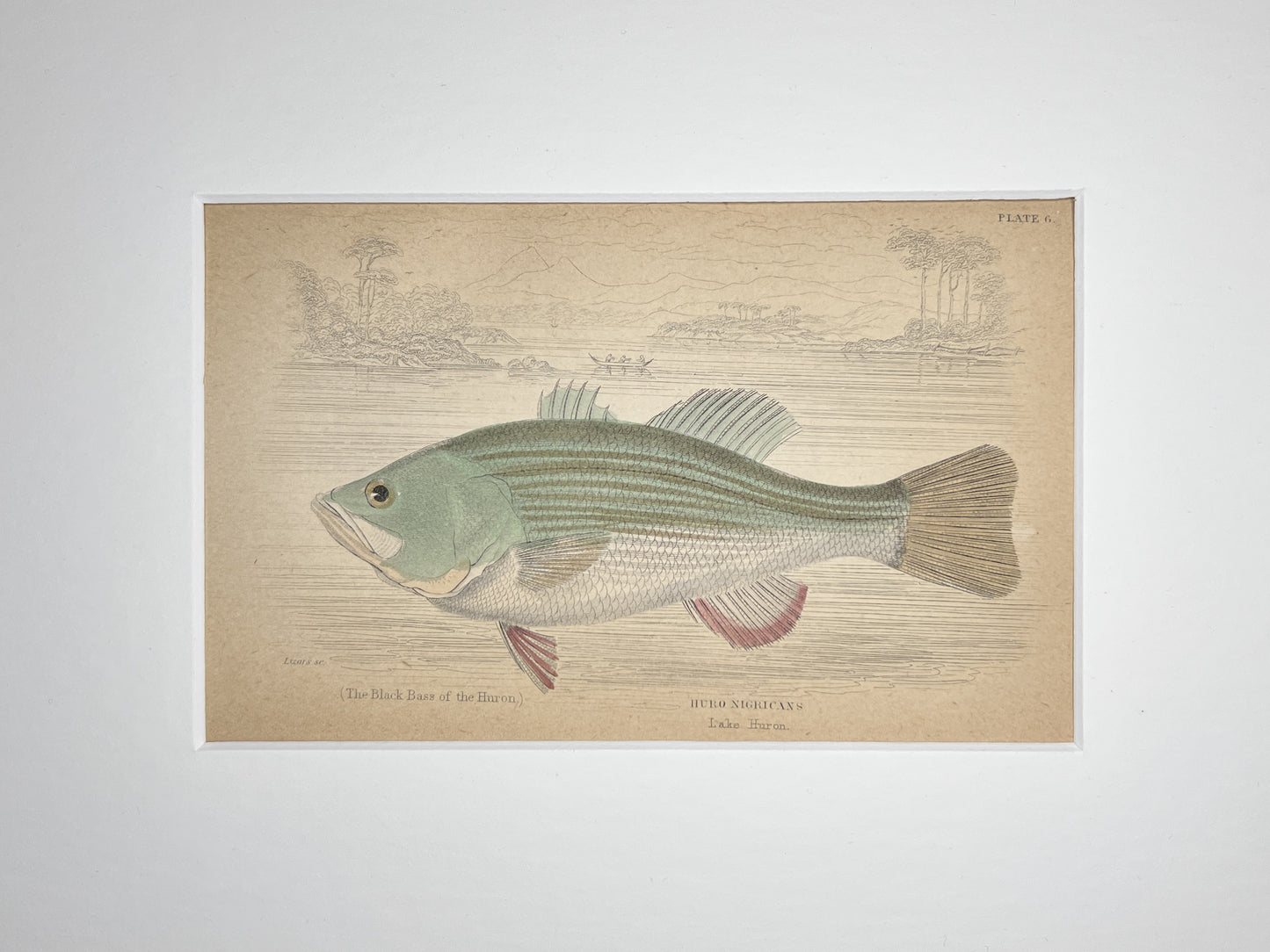 The Black Bass of the Huron