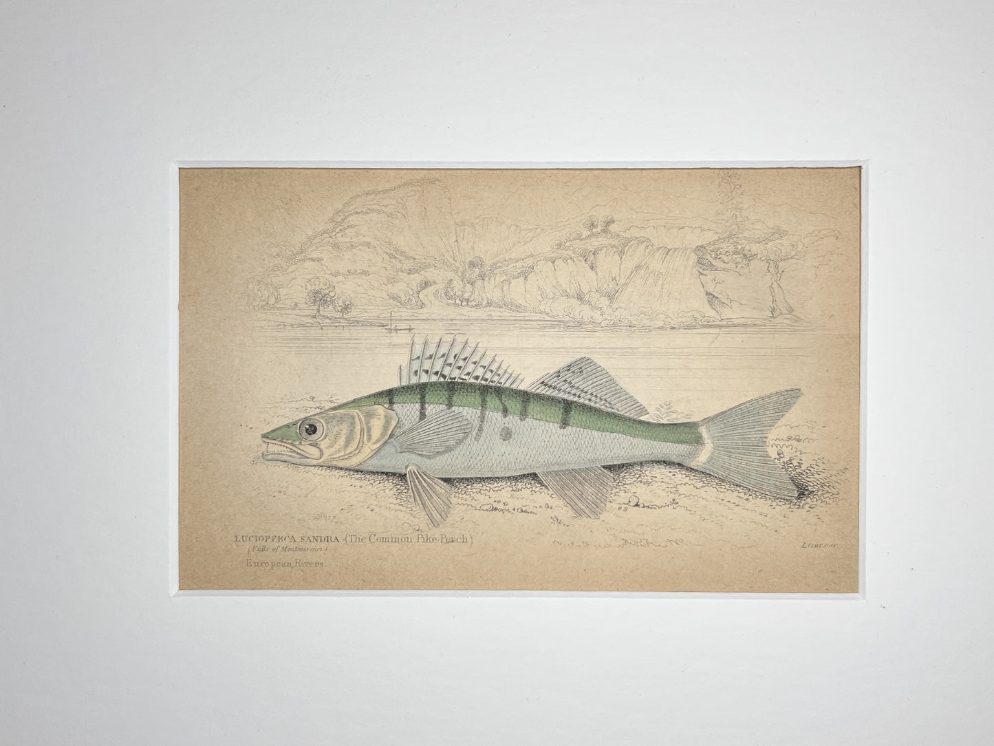 The Common Pike Perch