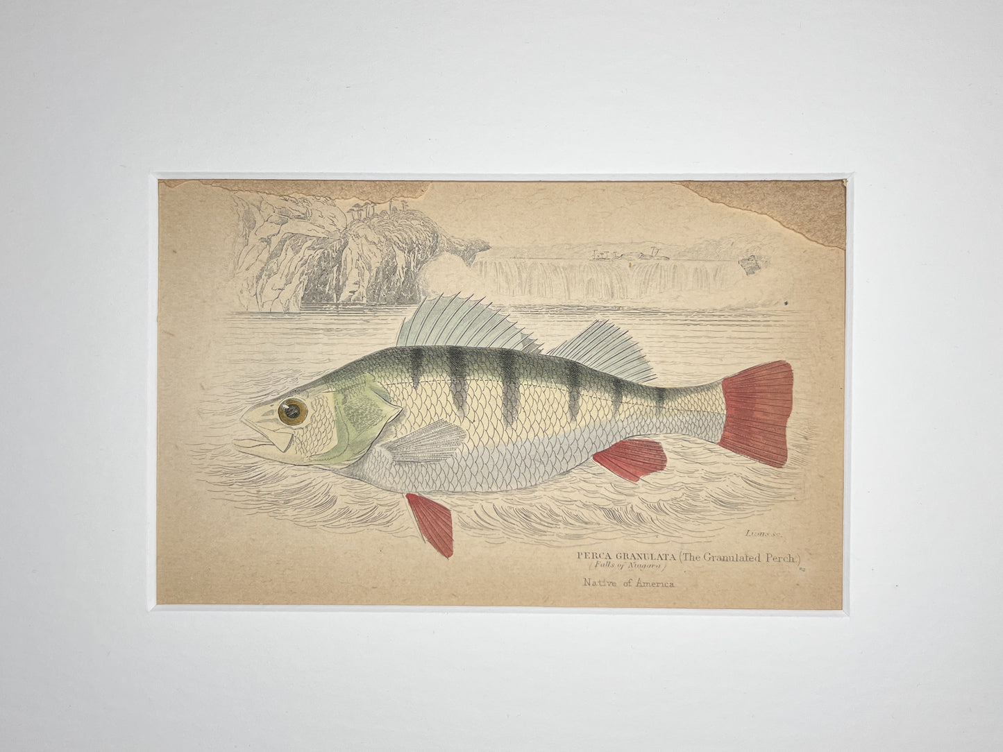 The Granulated Perch